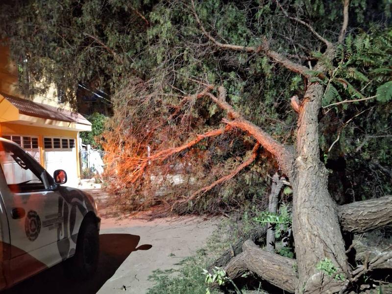 Fuertes vientos derriban árboles y provocan 19 reportes de emergencia en León
