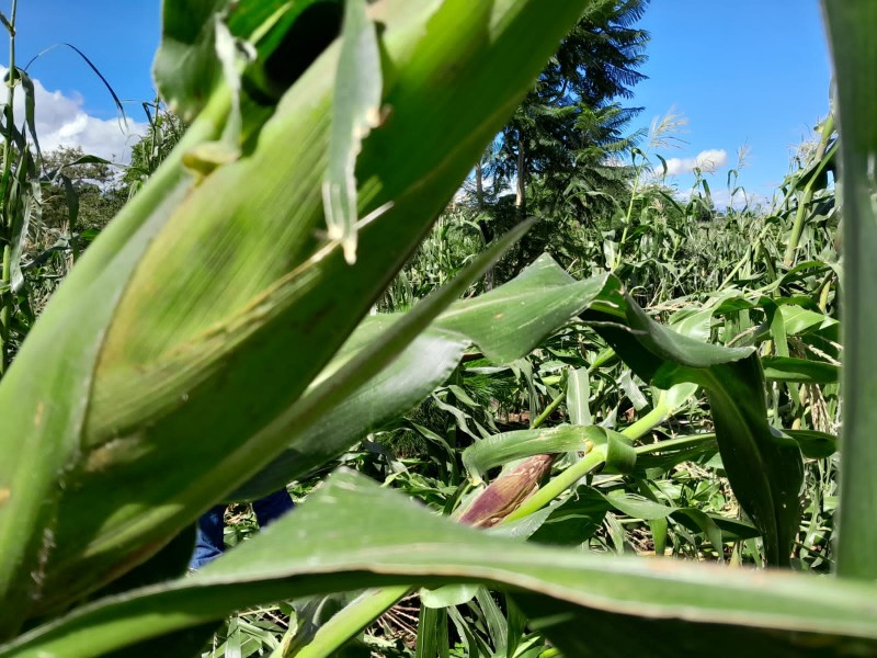 Fuertes vientos generan afectaciones a productores de maíz
