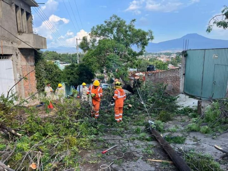 Fuertes vientos provocan caída de árboles en Tangancícuaro