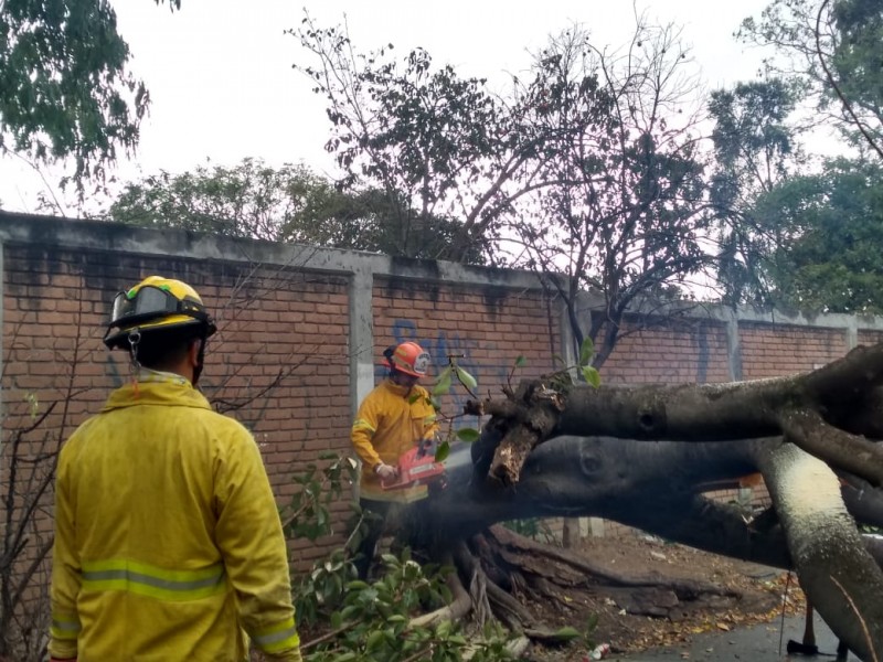 Fuertes vientos tiran árbol; cae sobre auto