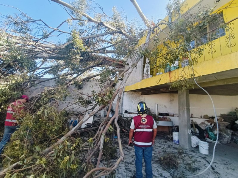 Fuertes vientos tiran árboles en Puebla