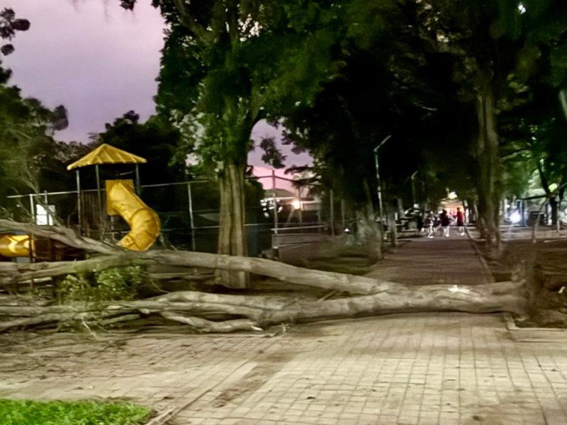Fuertes vientos tiran tres árboles, dos luminarias y un anuncio vial