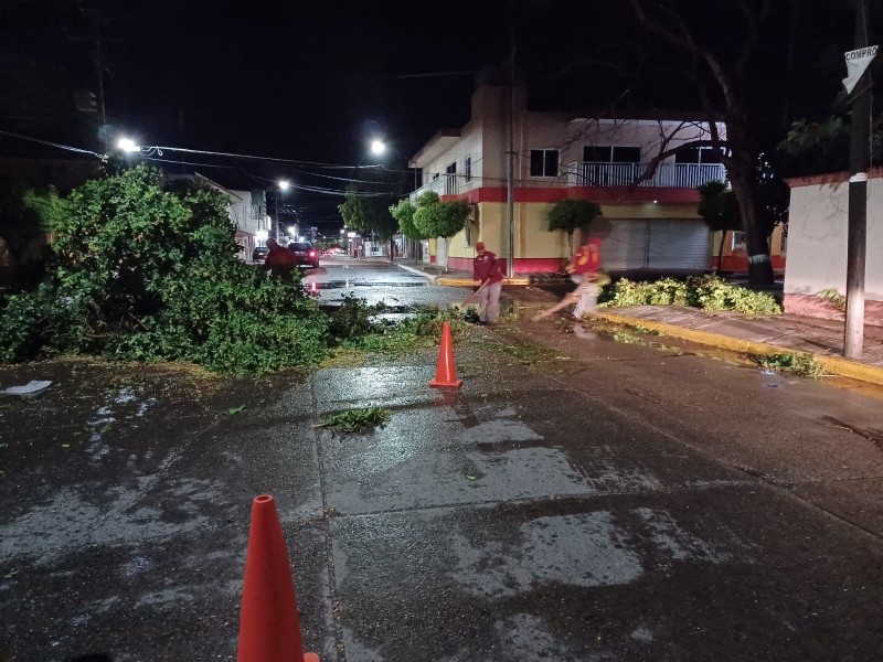 Fuertes vientos y lluvia deja árboles caídos en Guasave