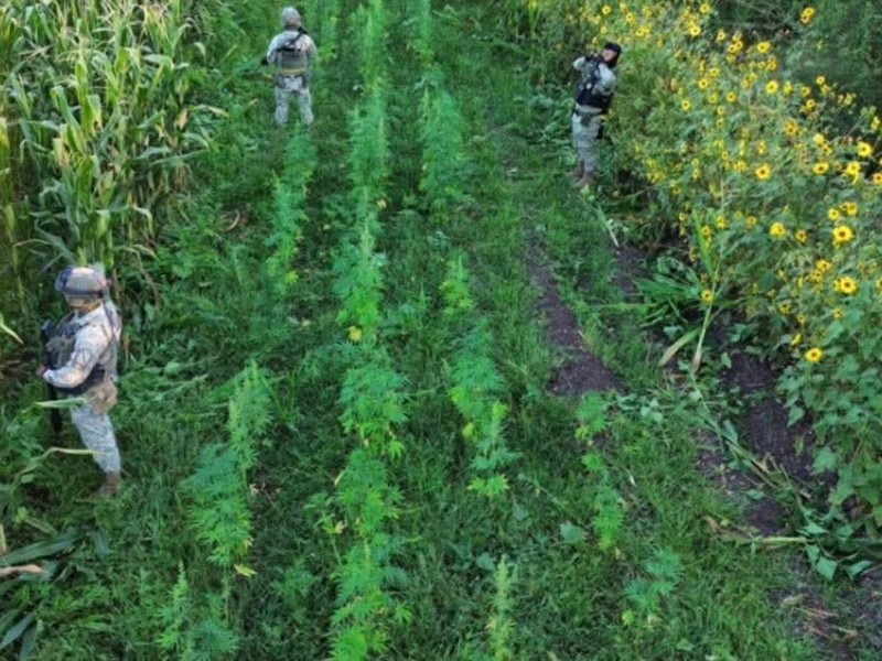 Fuerzas federales destruyeron sembradío de marihuana en Culiacán
