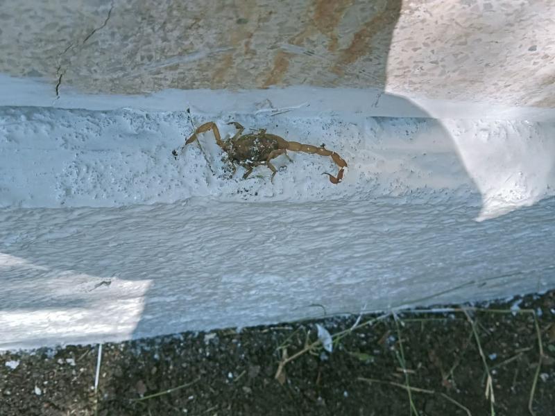 Fumigan panteones de Salamanca ante las visitas por Día de Muertos