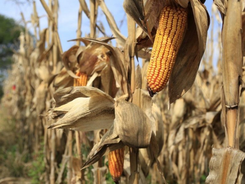 Futuros de maíz cierran la semana con pérdidas