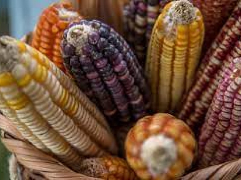 Futuros del maíz y el trigo