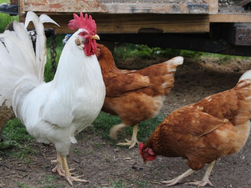 Gallos y gallinas; Mas inteligentes de lo que aparentan.