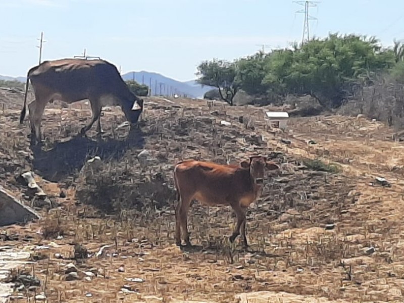 Ganadereros piden ayuda a autoridades por sequía