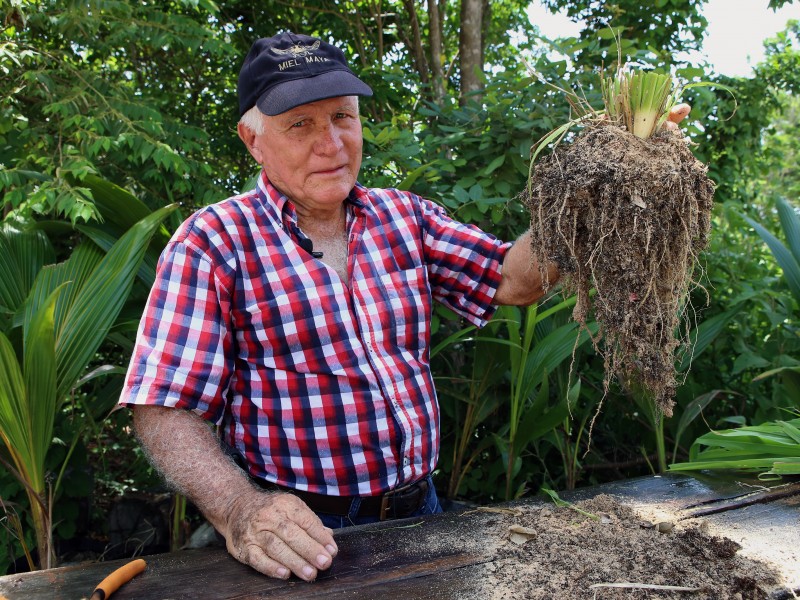 Ganadero encontró forma de sacar provecho al sargazo del Caribe