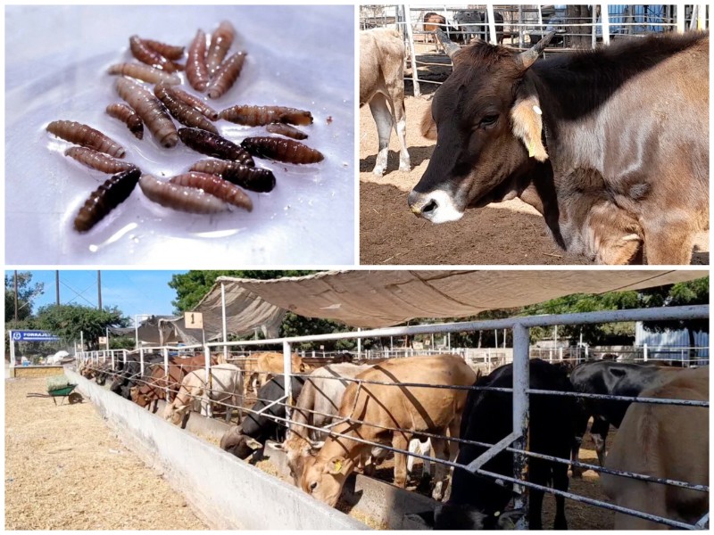 Crisis del gusano barrenador y recortes a senasica alarman a ganaderos
