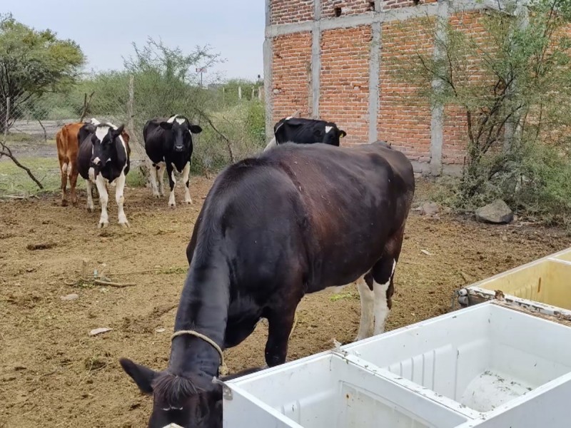 Ganaderos continúan con complicaciones para alimentar a su ganado