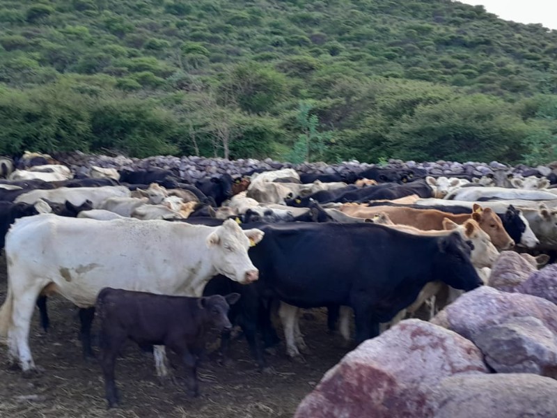 Ganaderos de Durango enfrentan pérdidas históricas por cierre de frontera