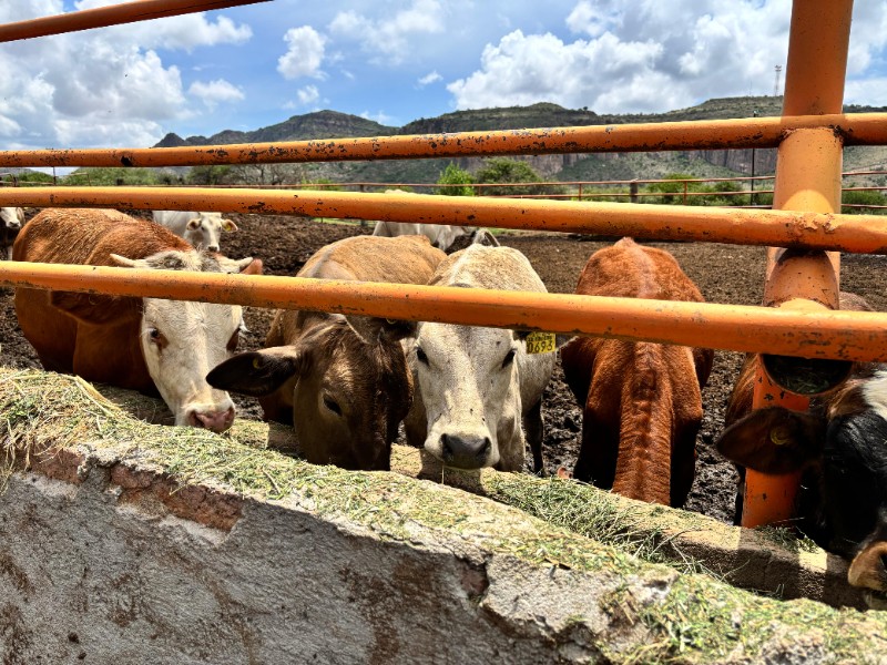 Ganaderos de Durango recuperan libertad de movilización tras coordinación interinstitucional