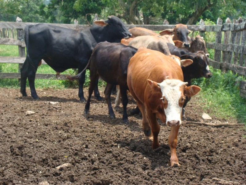 Ganaderos de la zona norte piensan en armarse