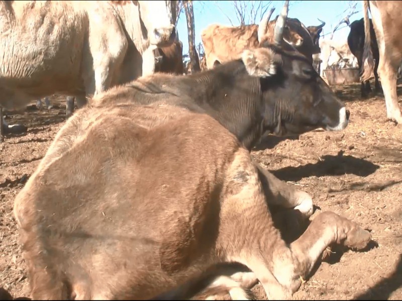 Ganaderos de Navojoa piden ayuda a los agricultores