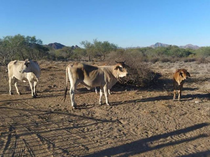 Ganaderos de Sinaloa temen impacto de la sequía