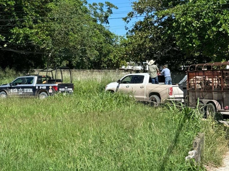 Ganaderos de Tuxpan apoyan a Álamo y recuperan reses afectadas