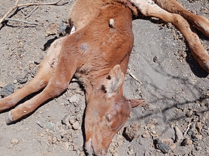 Ganaderos del Mayo, bajo ataque de jaurías y coyotes