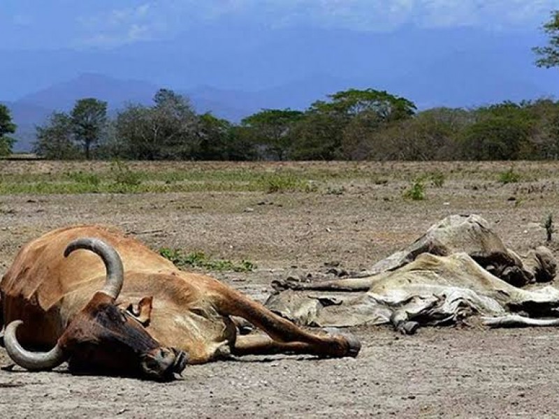 Ganaderos desesperados ante muerte de ganado