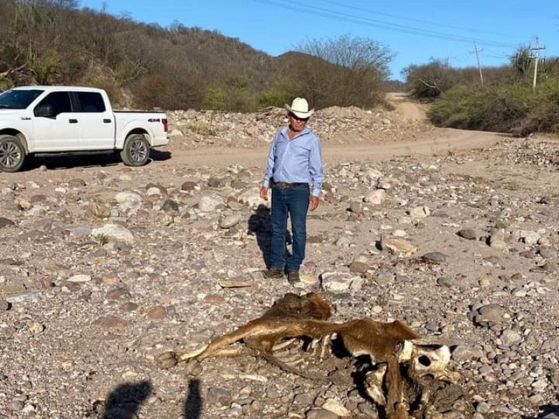 Ganaderos en Álamos piden ayuda por muerte de ganado