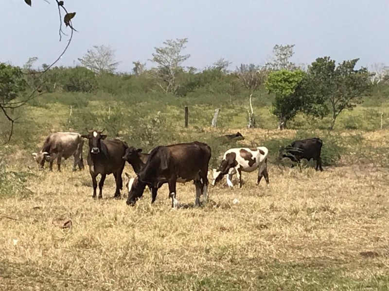 Ganaderos en Veracruz ya son afectados por la sequía