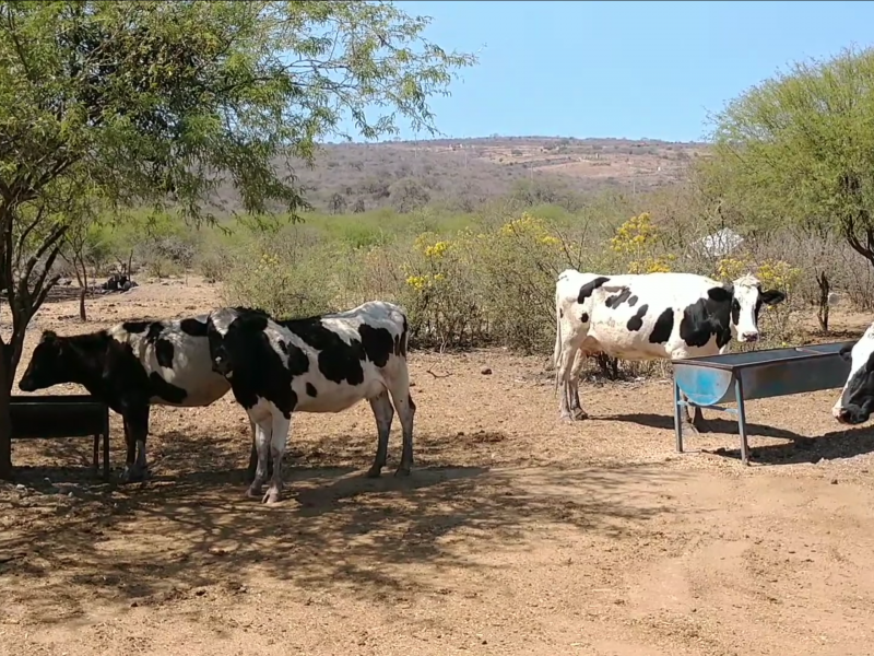 Ganaderos enfrentan escasez de agua y alimento sin apoyos