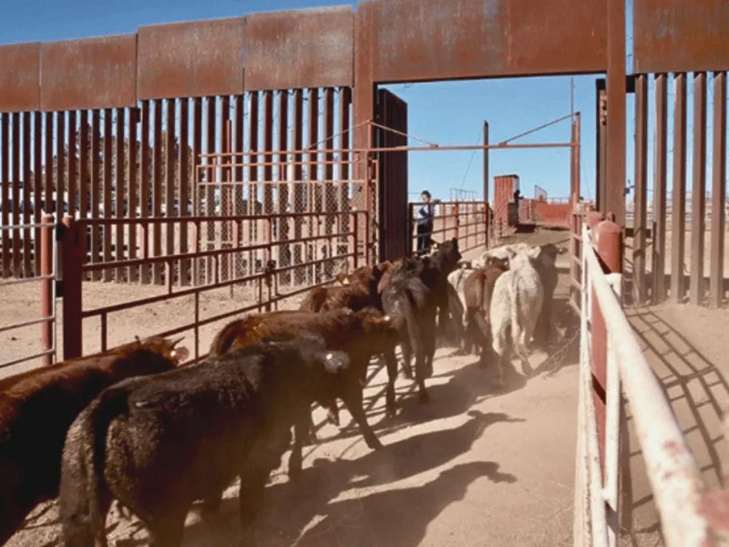 Apoyos para ganaderos iniciarán en Sonora mientras dure la frontera cerrada