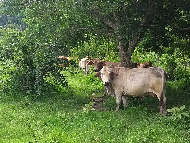 Ganaderos le apuestan a la reforestación de predios