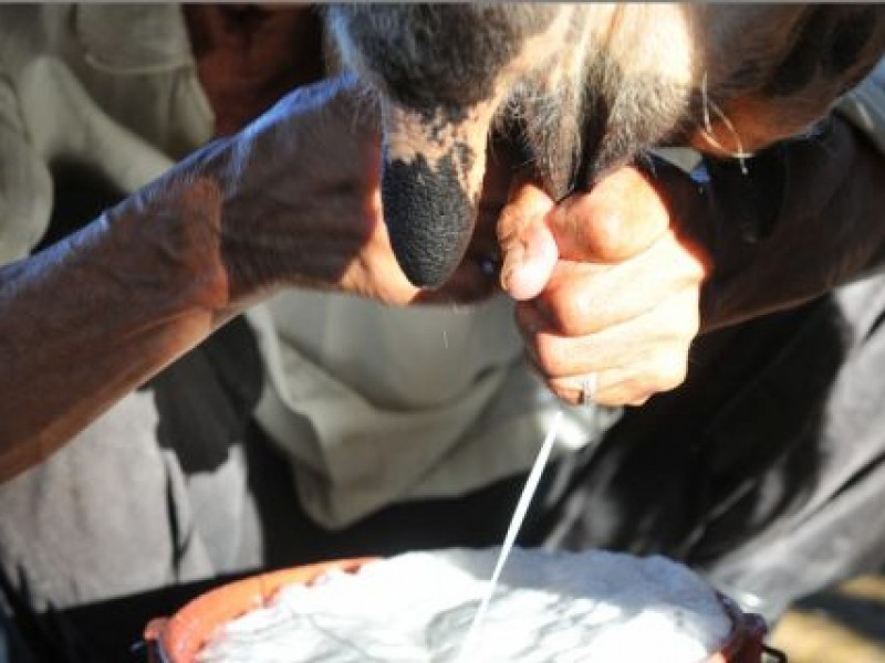 Ganaderos logran acuerdo para vender la leche en 8 pesos