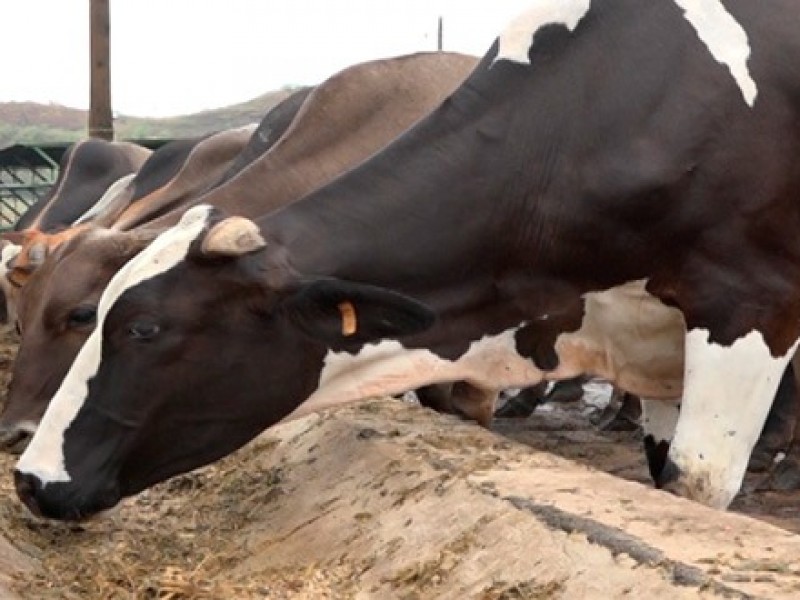 Ganaderos piden alimentos para sus animales y no lo recogen