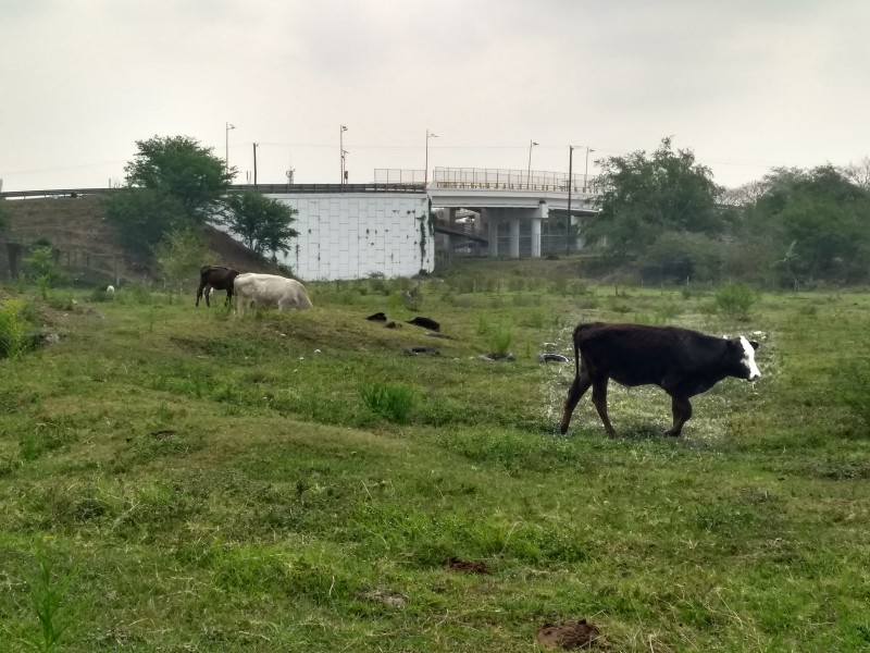 Ganaderos prefieren dedicarse a otra actividad