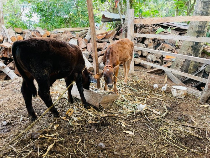 Ganaderos recibirán capacitación para Desarrollo de Becerros