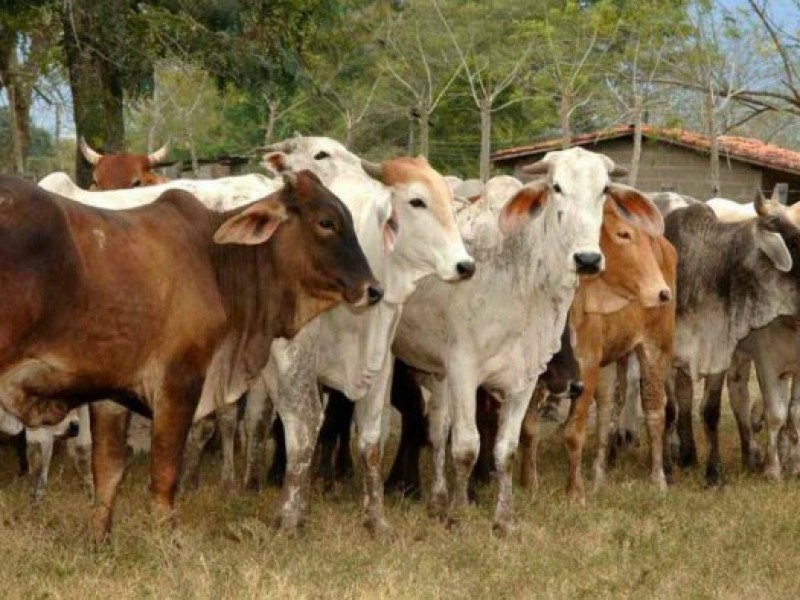 Ganaderos resienten sequía y falta de alimento