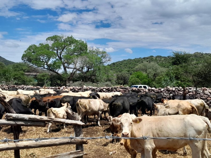 Ganaderos registran caída del 30% en ingresos por cierre de frontera