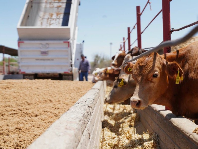 Ganaderos registran pérdidas millonarias por cierre de frontera