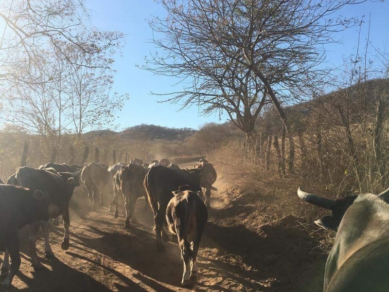 Ganaderos ya resienten escasez de alimento