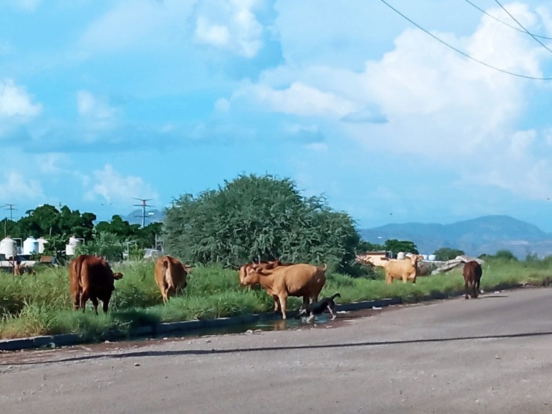 Ganado aprovecha pasto pero son peligro en vialidades