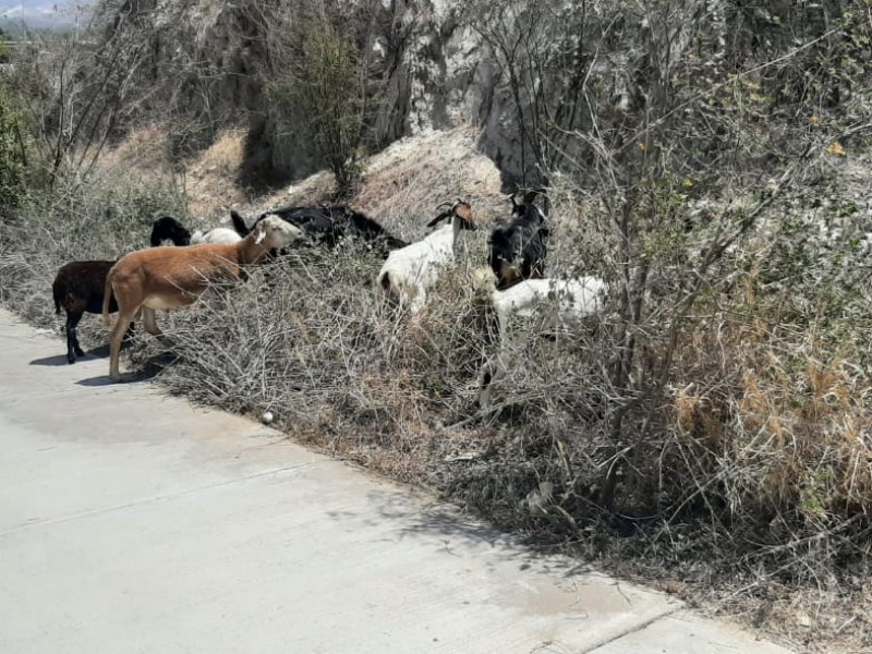 Ganado  en calles se ha convertido en problema grave