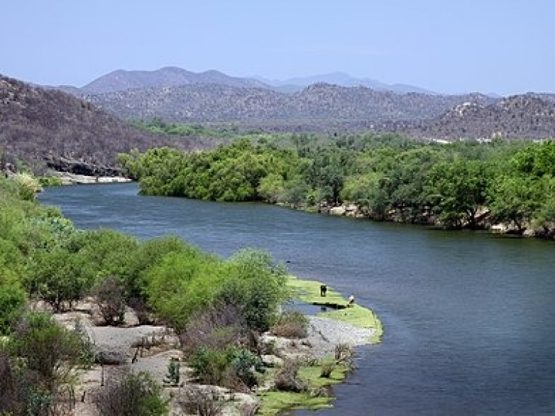 Ganado en peligro por creciente del Rio Yaqui