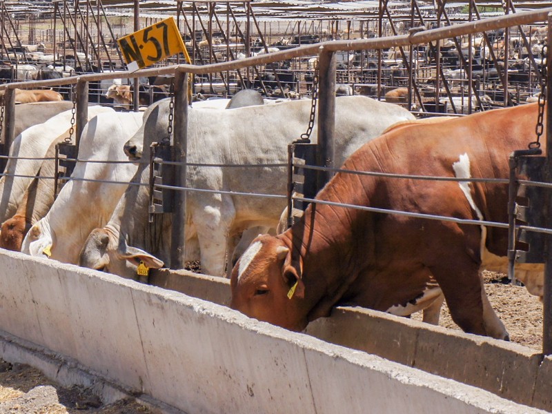 Ganado lagunero en espera de ser exportado a Estados Unidos