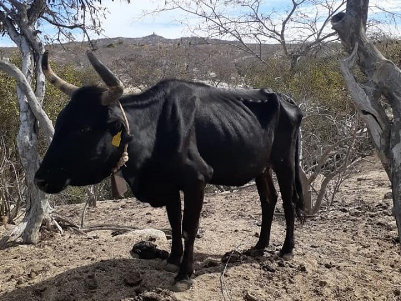 Ganado sudcaliforniano está muriendo de hambre