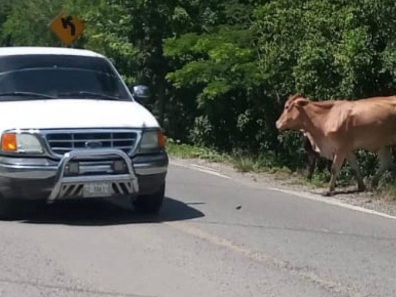 Ganado suelto en carretera federal Zihuatanejo-Lázaro Cárdenas riesgo para automovilistas