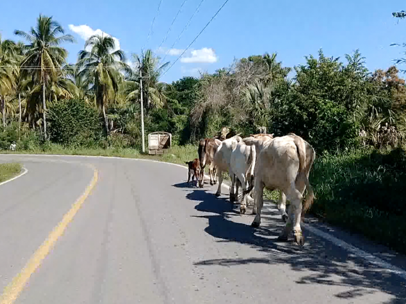 Ganado suelto en carreteras riesgo en vacaciones decembrinas