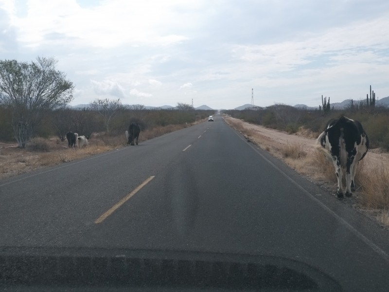 Ganado suelto en tramo carretero La Paz-Los Planes