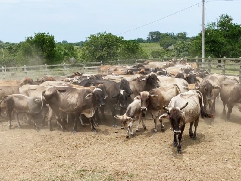 Ganado veracruzano con calidad y resistencia