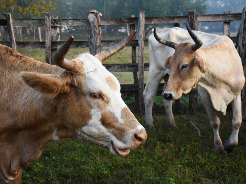 Ganadores de Sonora esperanzados de que frontera reabra a finales de año