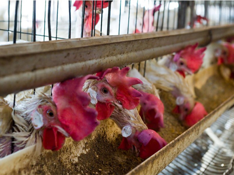 Garantizado abasto de pollo y cerdo en el pais