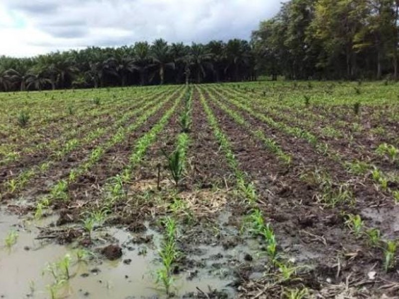 Garantizan apoyos para el campo en temporada de lluvias