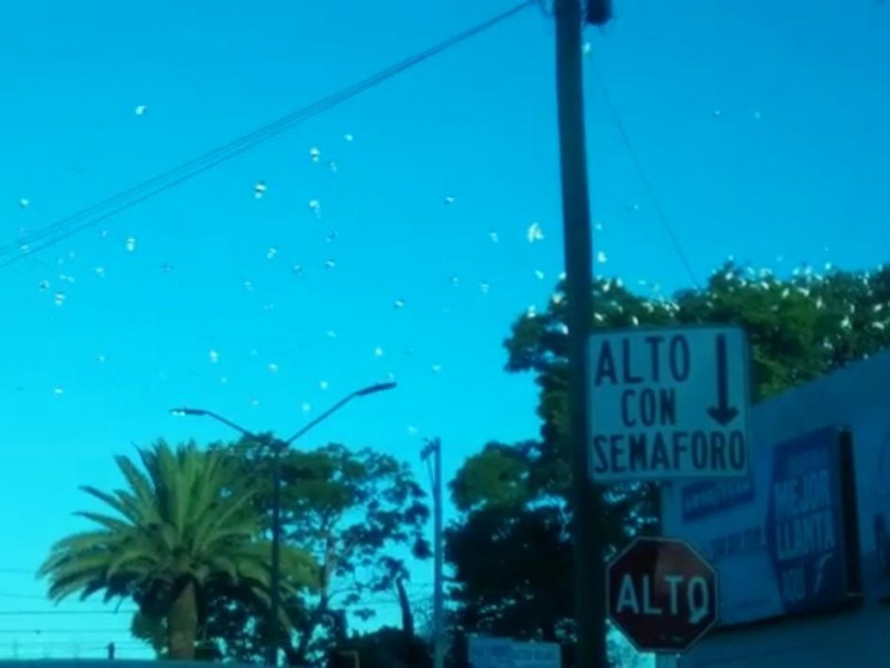 Garza bubulcus ibis adelantó regreso a puntos que ha contaminado